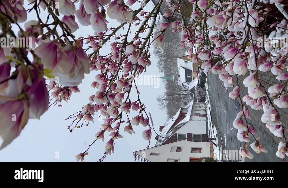 Blooming magnolia under snow. First spring flowers in snow. Sudden ...