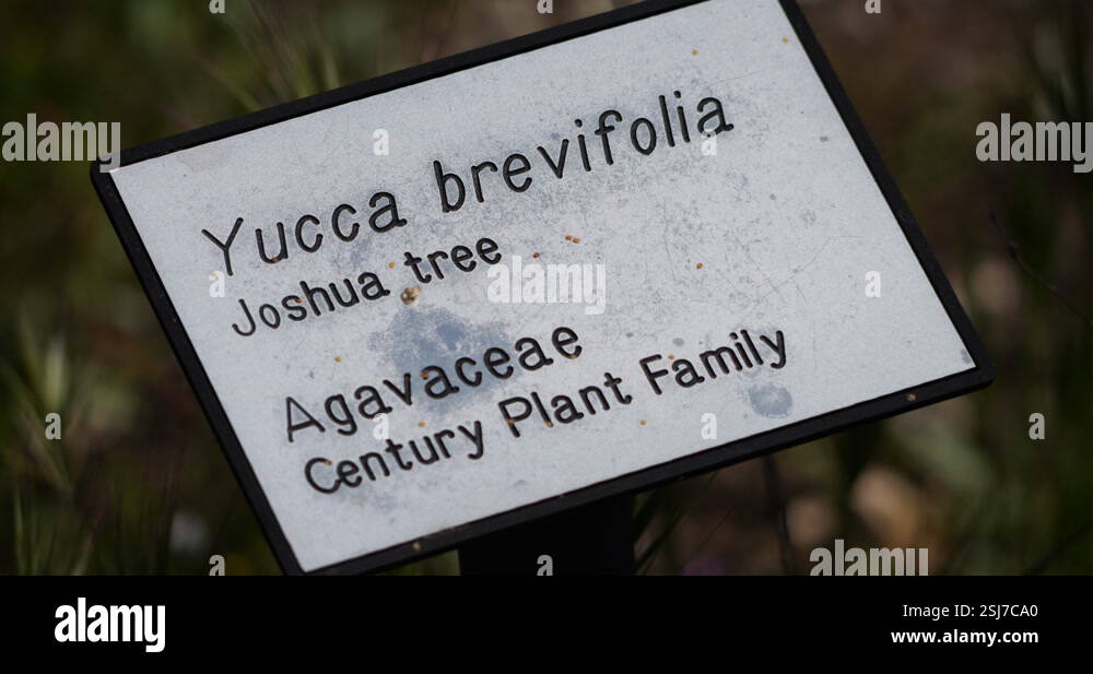 Tree with sign Stock Videos & Footage - HD and 4K Video Clips - Alamy