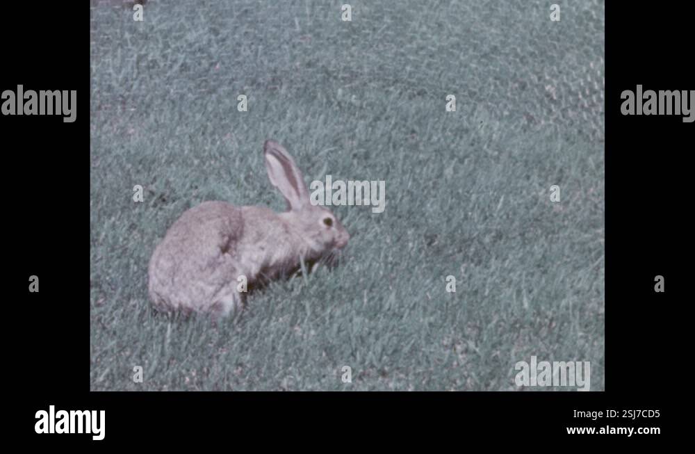 1950s:Rabbit sniffs grass. Rabbit hops over to enclosure in the yard ...