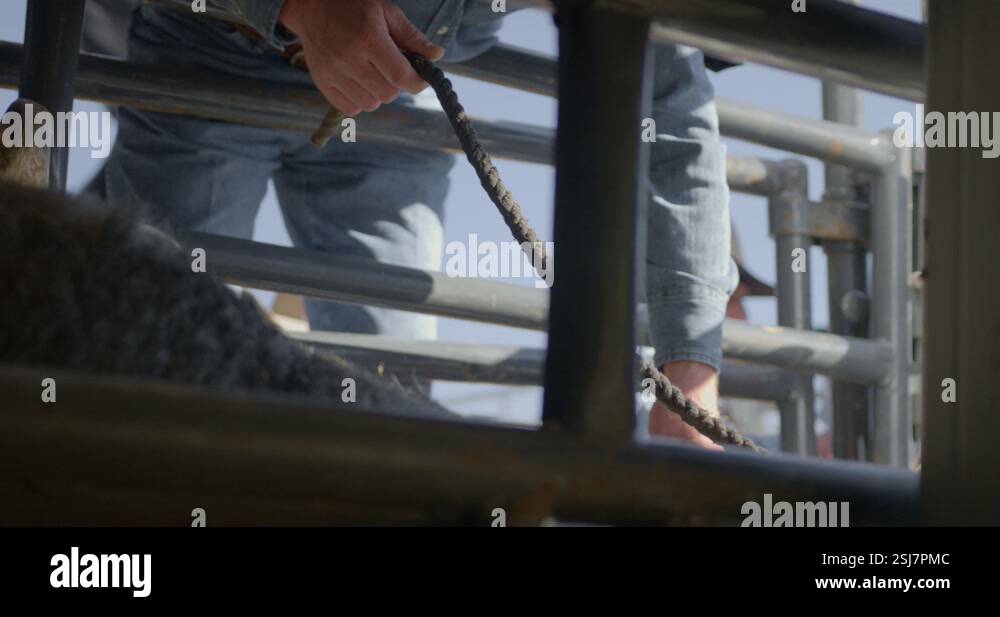 A cowboy handles a rank bull with a rope in a metal chute in Dallas ...