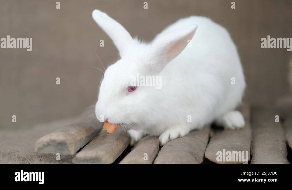 white long ear rabbit chewing carrot slice , feeding farm bunny on ...