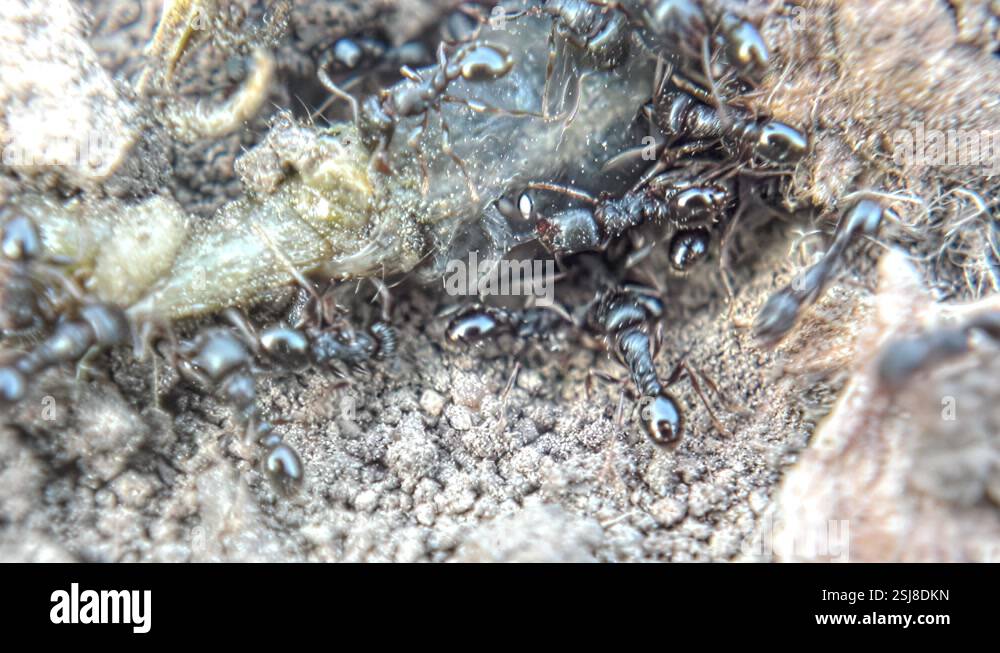 Insect ants try to move the prey caterpillar close-up Stock Video ...