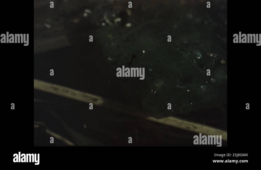 1940s: Bubbles float up in water. Plant in water. Tadpole floats in the ...
