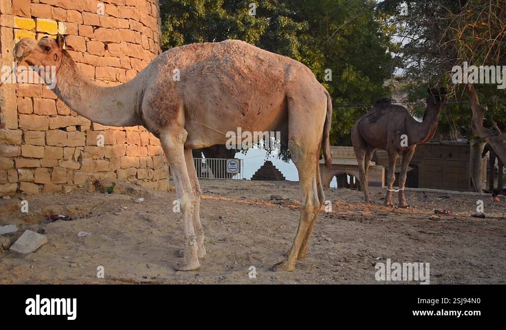 Camel tied to an abandoned house at the gadisar lake a famous tourist ...