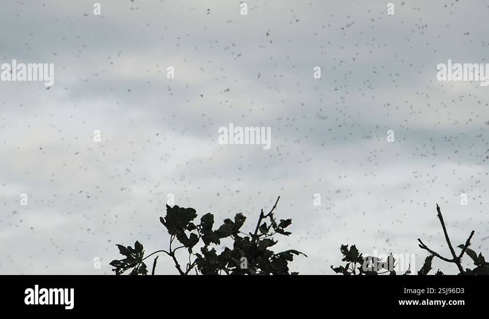 A slow motion, swarm of flying insects on St Catherines Down on the ...