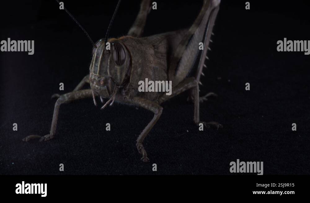 Fascinating Insect with Big Eyes and Long Legs: Detailed Features of ...