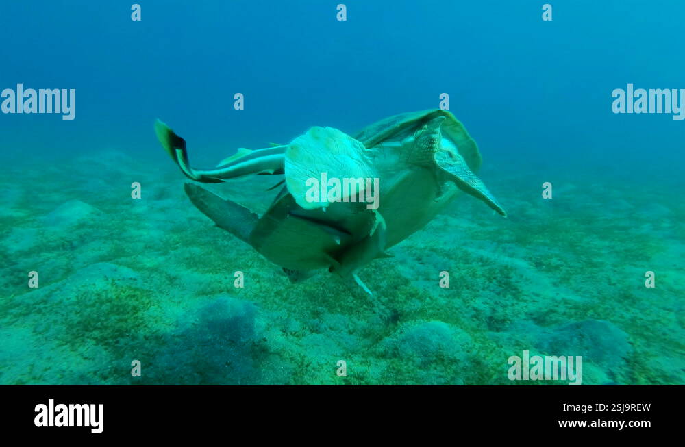 Back view of Green Sea Turtle with Remora fish under shell dives to the ...