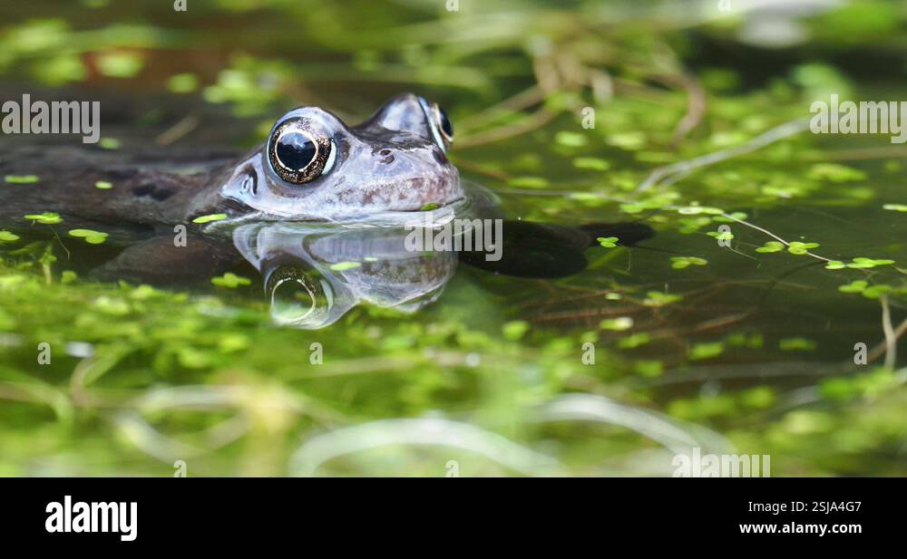 Great Rana Common Frog, Rana temporaria and a Great Ramshorn snail; Planorbarius ...