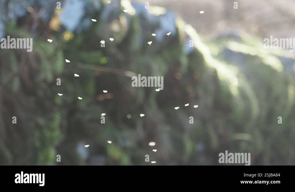 Insects flying up and down backlit by the sun in Ambleside, Lake ...