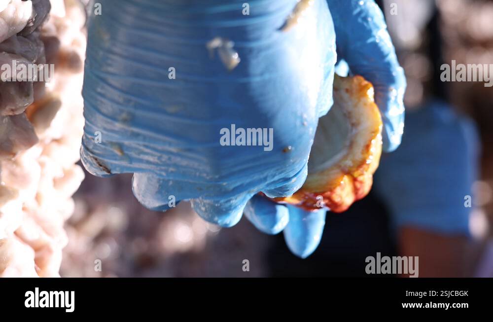 Pulp Hand Image Vertical Shot Of Gloved Hands Removing Pulp From Cacao Pod; Tropical ...