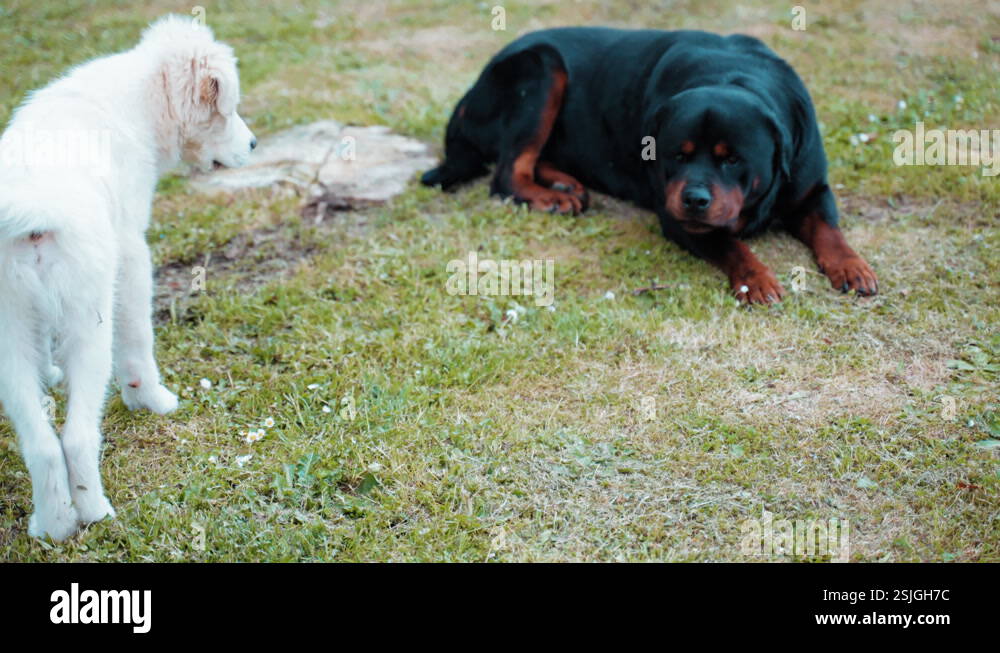 Adult rottweiler Stock Videos & Footage - HD and 4K Video Clips - Alamy