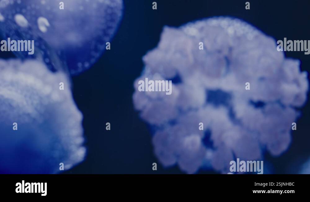 Jellyfish stinging tentacles Stock Videos & Footage - HD and 4K Video ...