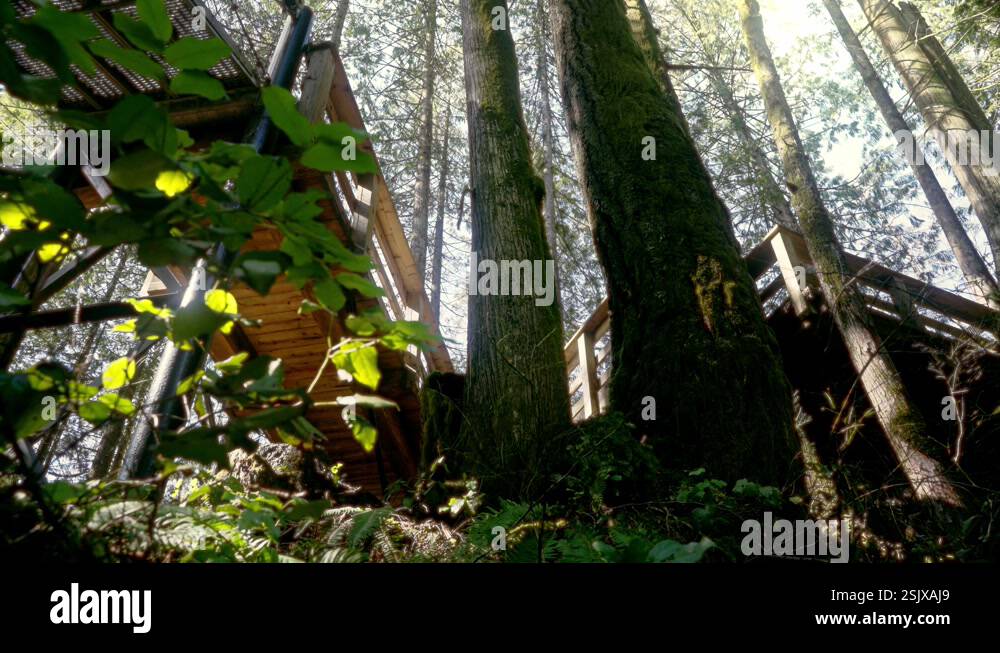 Forest land structure Stock Videos & Footage - HD and 4K Video Clips ...