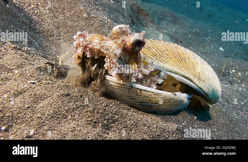 Coconut octopus cleaning its home - a clamshell. Uses tentacles get rid ...