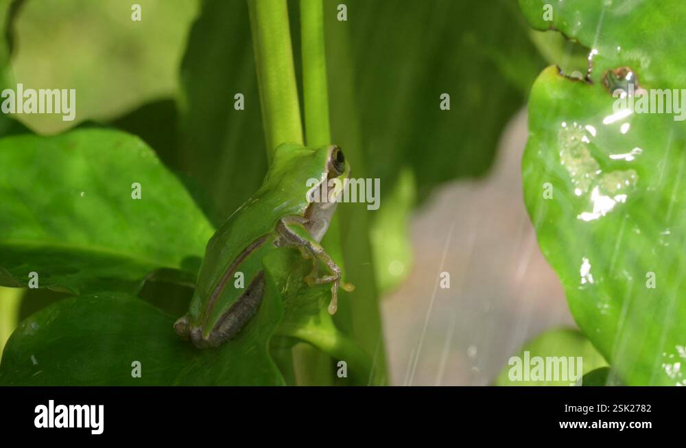 Frog In Motion 4K slow motion video of frogs bathing in water Stock Video Footage - Alamy