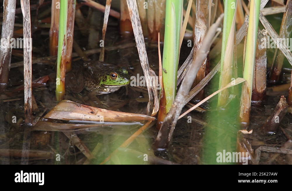 Tall water reed Stock Videos & Footage - HD and 4K Video Clips - Alamy