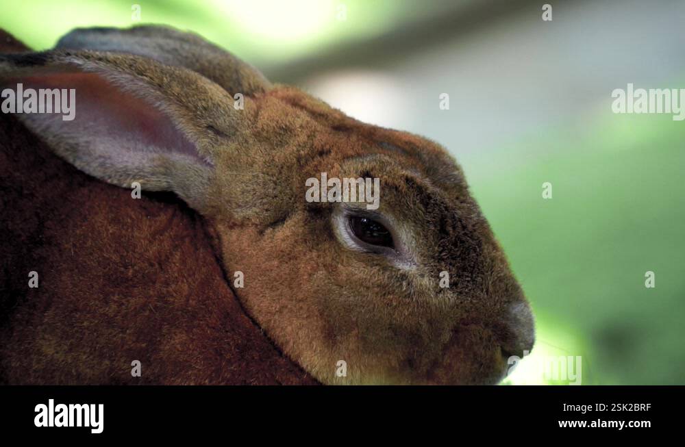 Rabbit nose Stock Videos & Footage - HD and 4K Video Clips - Alamy