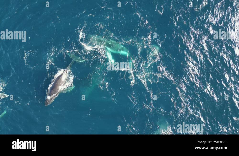Scenic View pod of Humpback Whales Swimming at the Ocean- top drone ...