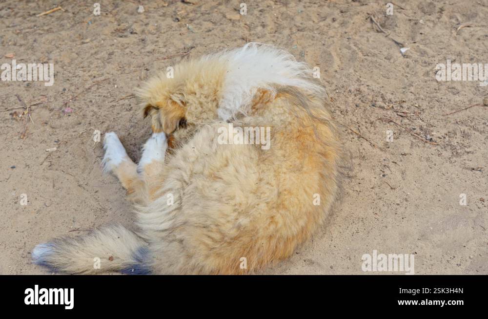 Playful Rough Collie puppy lying on the ground biting itself. Slow