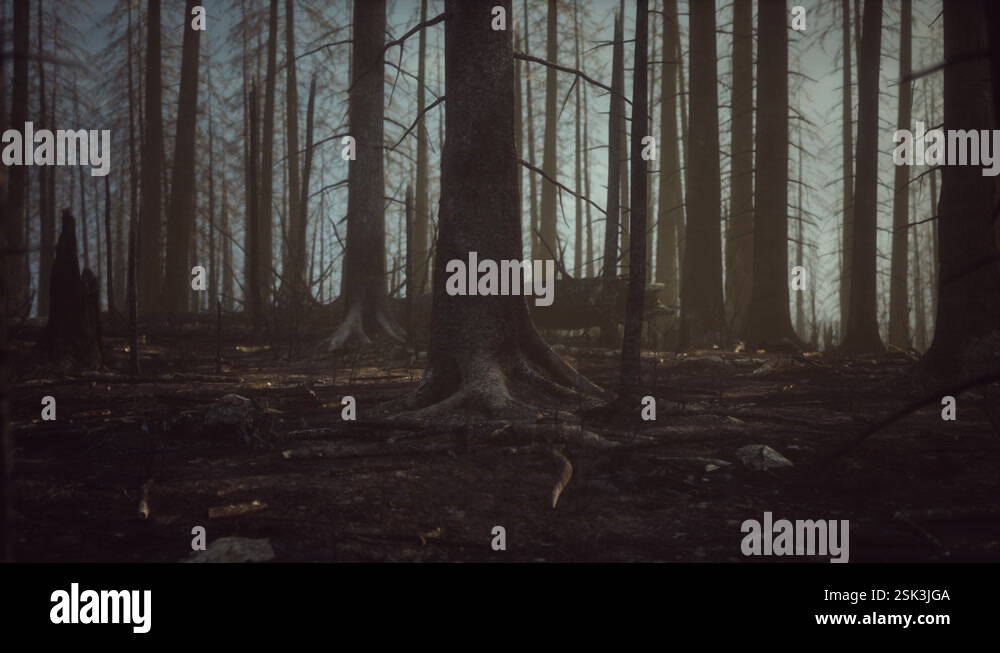 Smoke in forest caused by deforestation Stock Video Footage - Alamy
