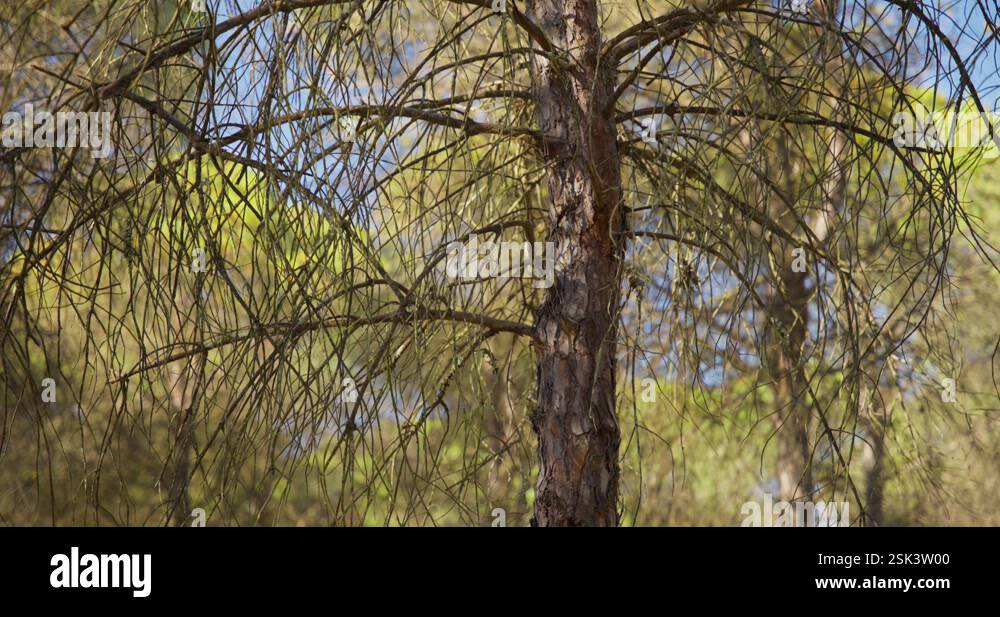 A beautiful cinematic tilt-up view of a pinewood tree in a jungle on a ...