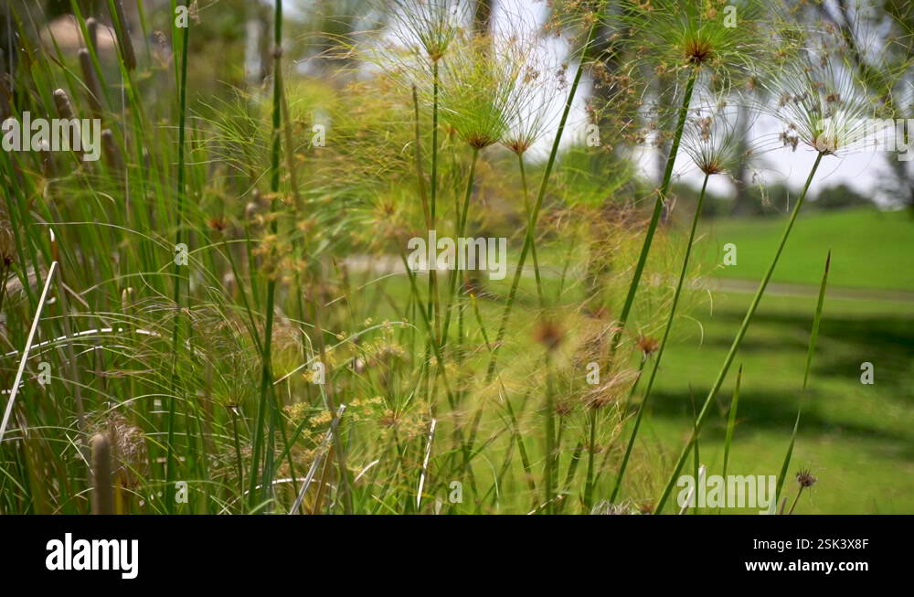 Cyperus papyrus (papyrus, papyrus sedge, paper reed, Indian matting ...