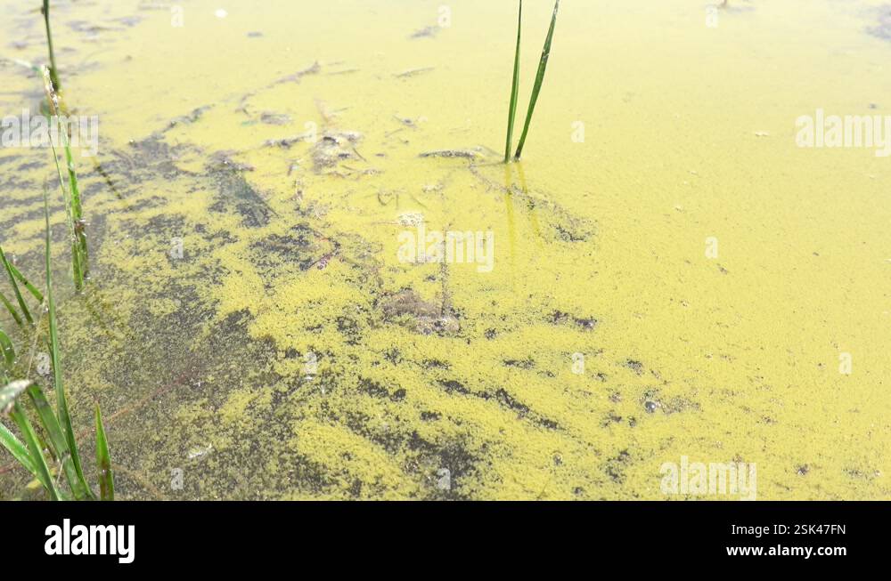 A large amount of floating pollen on the surface of the lake Stock ...
