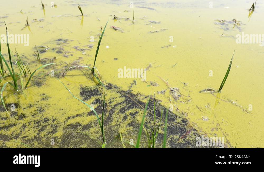 A large amount of floating pollen on the surface of the lake Stock ...