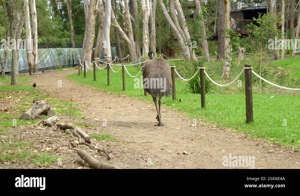 Emu in Australia Walking Away in a Zoo Conservation Park Stock Video ...