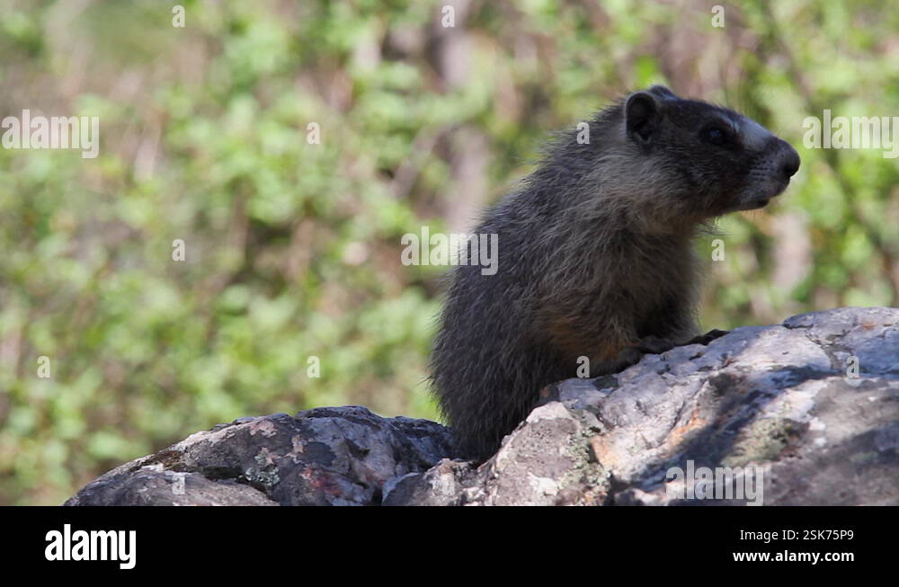 Fuzzy frame Stock Videos & Footage - HD and 4K Video Clips - Alamy