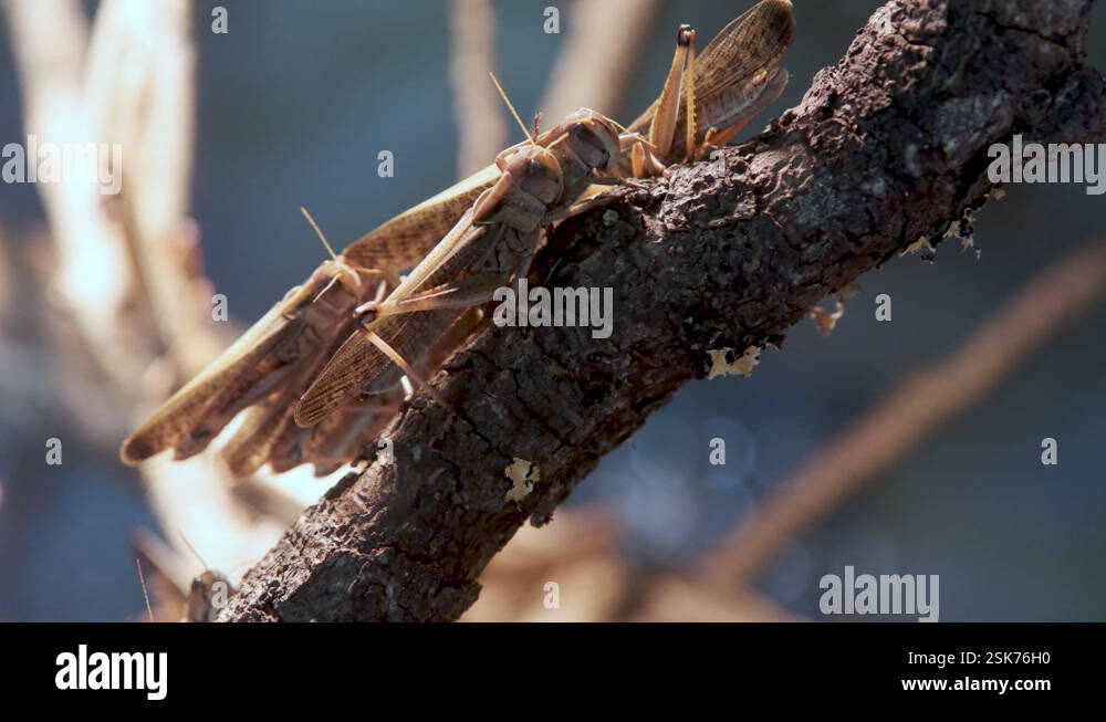 A cluster of locust insects tightly packed together on a tree branch ...