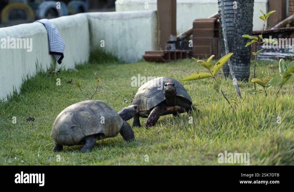Two Slow Turtles Two small tortoise turtles walking in a small grass enclosure in slow ...