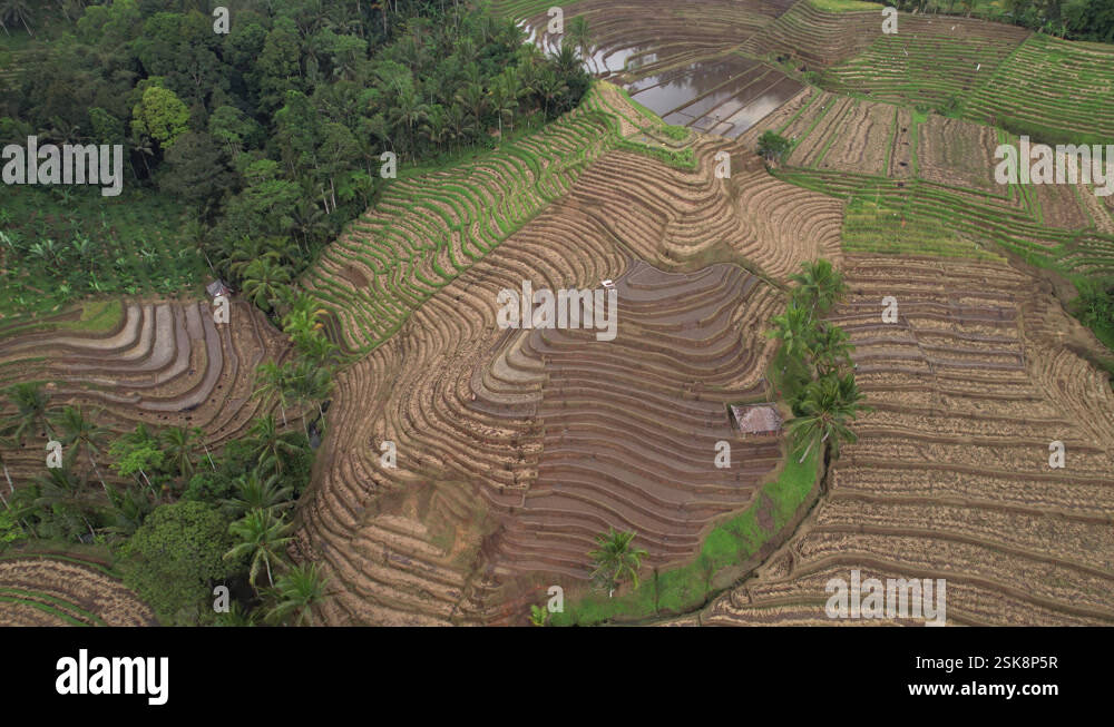 Curved Rice Camera orbits around picturesque hills with curved rice terraces after ...