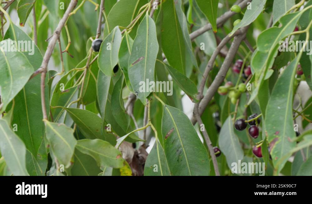 java plum tree branches with fruits and leaves daytime 4k 25p Stock ...