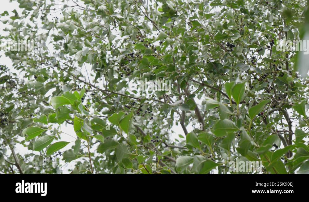 java plum tree branches with fruits and leaves swaying daytime 4k 25p ...
