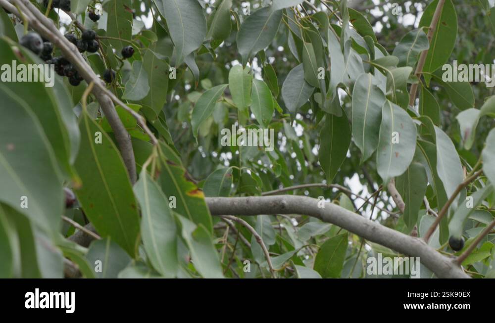 java plum tree branches with fruits and leaves swaying daytime 4k 25p ...