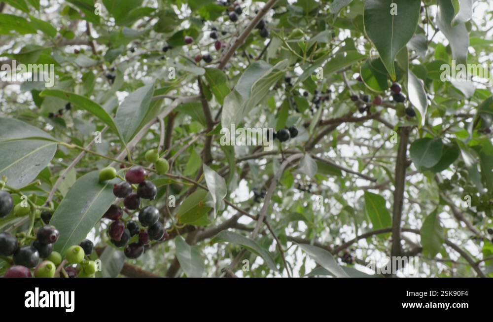 java plum tree branches with fruits and leaves swaying daytime 4k 25p ...