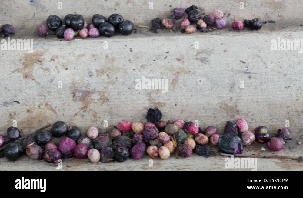 vertical shot of organic fresh java plum on tree with... fresh java plum fruits fallen from the tree dried and rotten slide shot ...