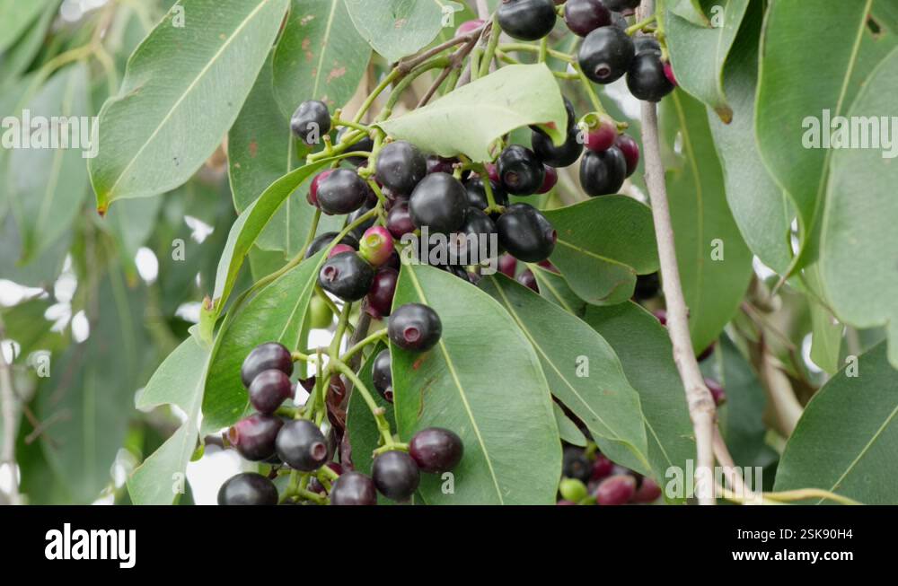 a cluster of java plum fruits and leaves in the tree swaying daytime 4k ...