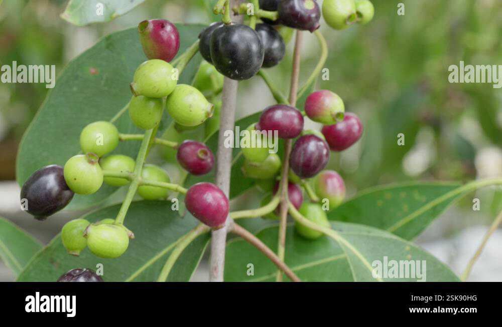 java plum tree branches with fruits and leaves swaying daytime 4k 25p ...