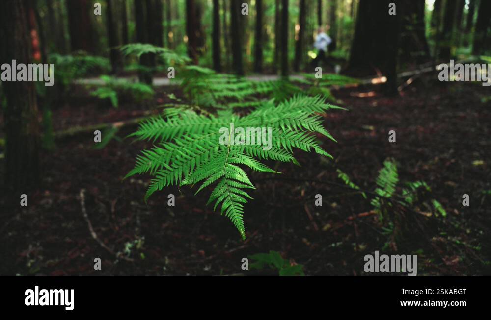 Lush green rainforest, Sunlight falling on fern tree, rack focus macro ...