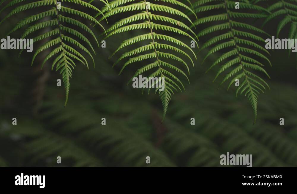 Lush green rainforest, Sunlight falling on fern tree, rack focus macro ...
