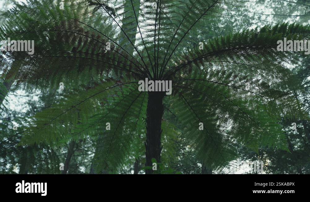 Lush green rainforest, Sunlight falling on fern tree, rack focus macro ...