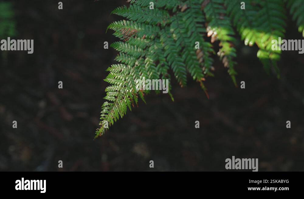 Lush green rainforest, Sunlight falling on fern tree, rack focus macro ...