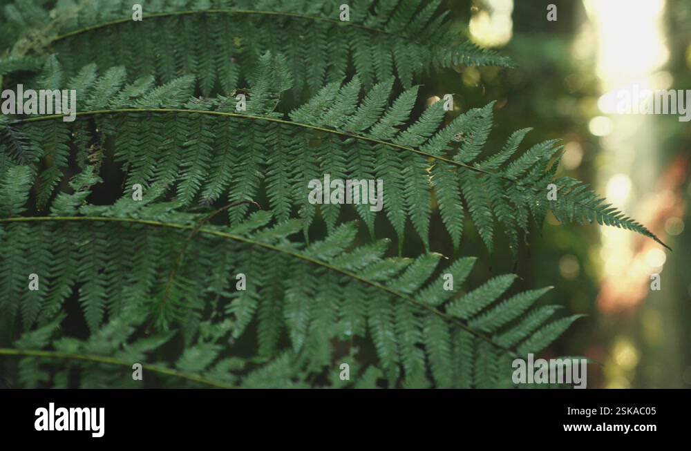 Lush green rainforest, Sunlight falling on fern tree, rack focus macro ...