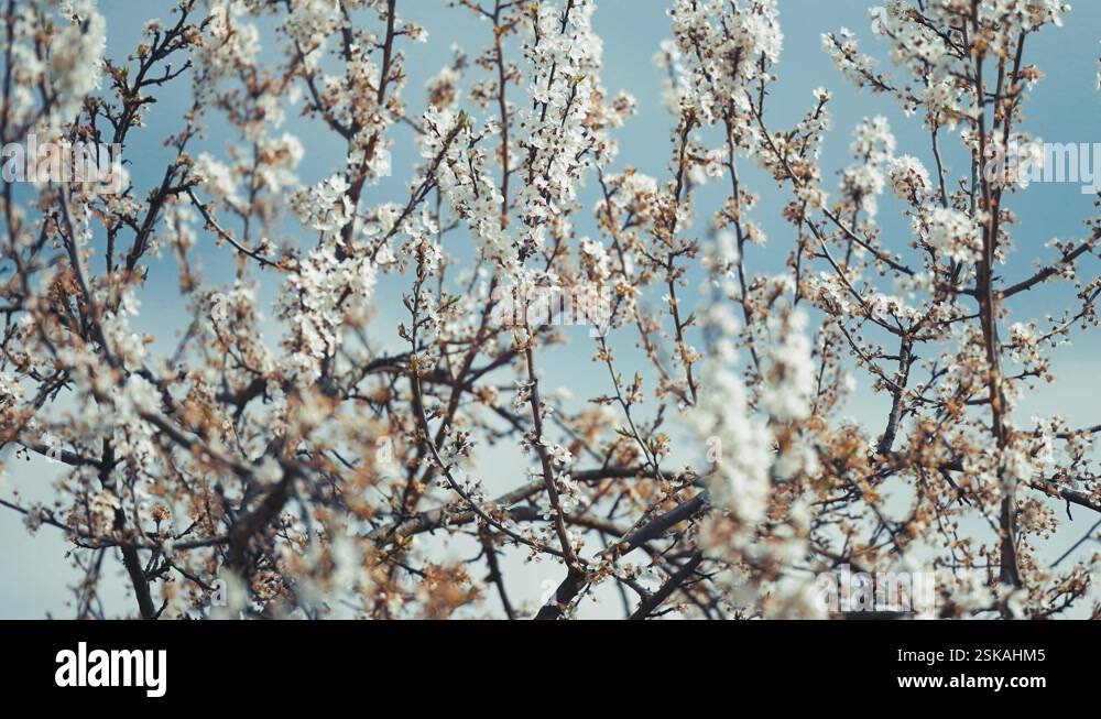 Blooming pink cherry trees on Petrin Hill in spring. A close-up ...