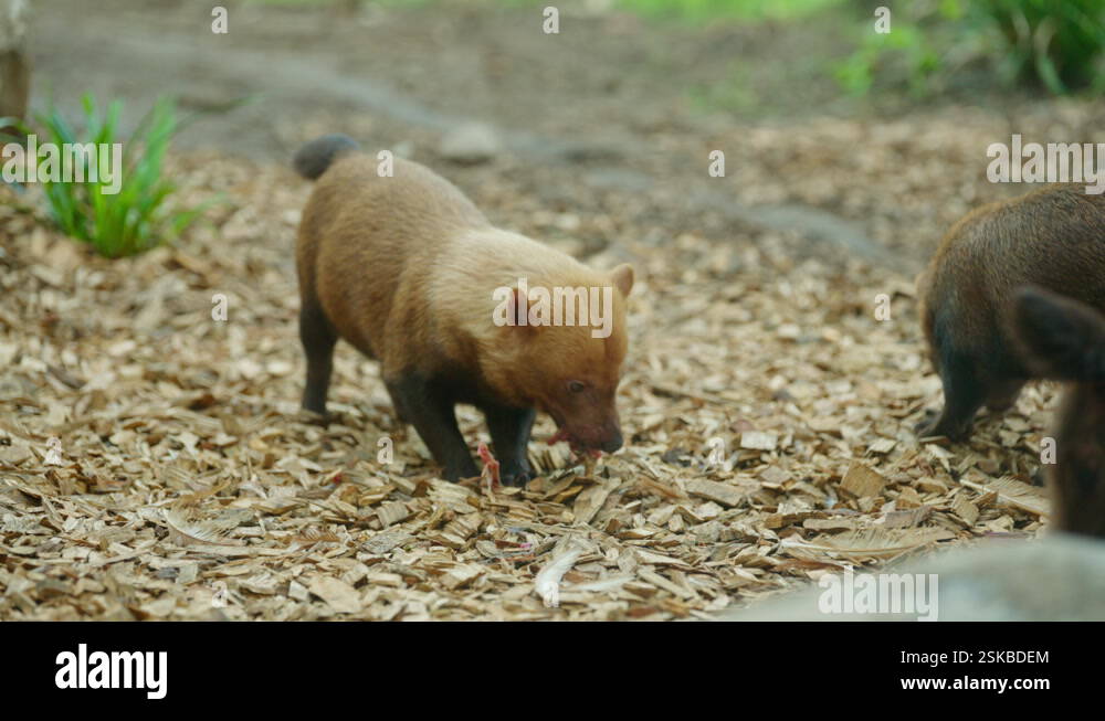 Bush Dog chewing and eating meat from prey as another member of the ...