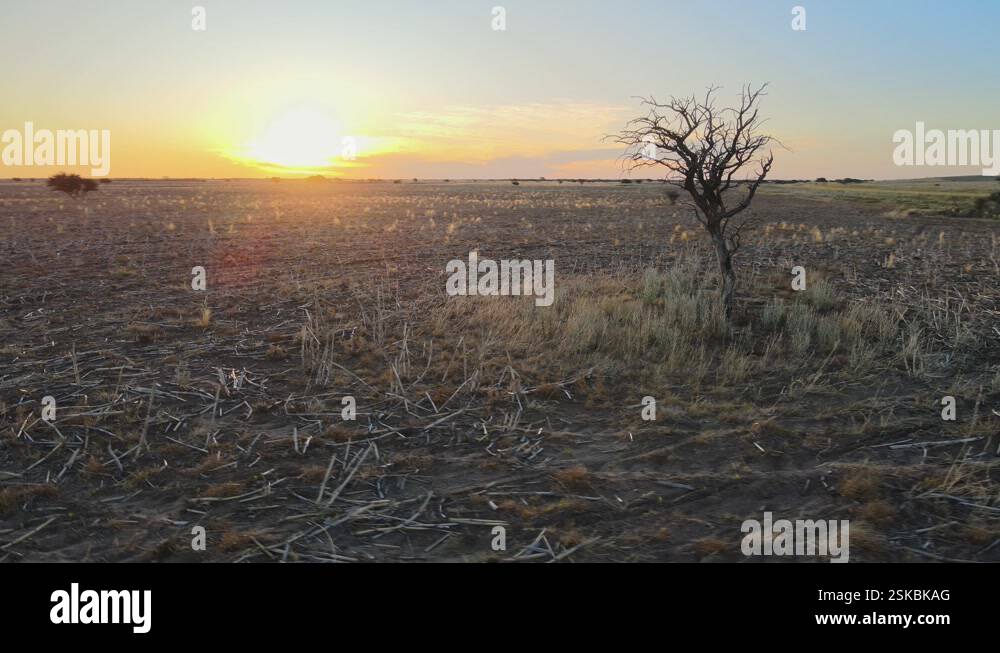 Leave Less Tree Dry dead leaveless tree stands in middle of desertification of shrub ...