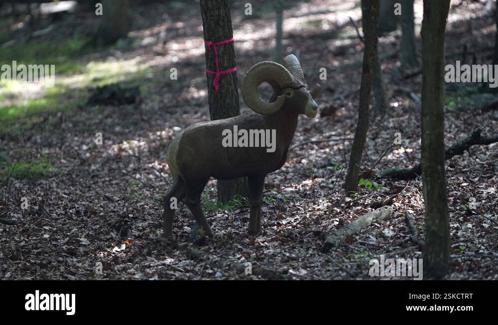 A 3D standing dahl or bighorn sheep decoy target set up in a forest for ...
