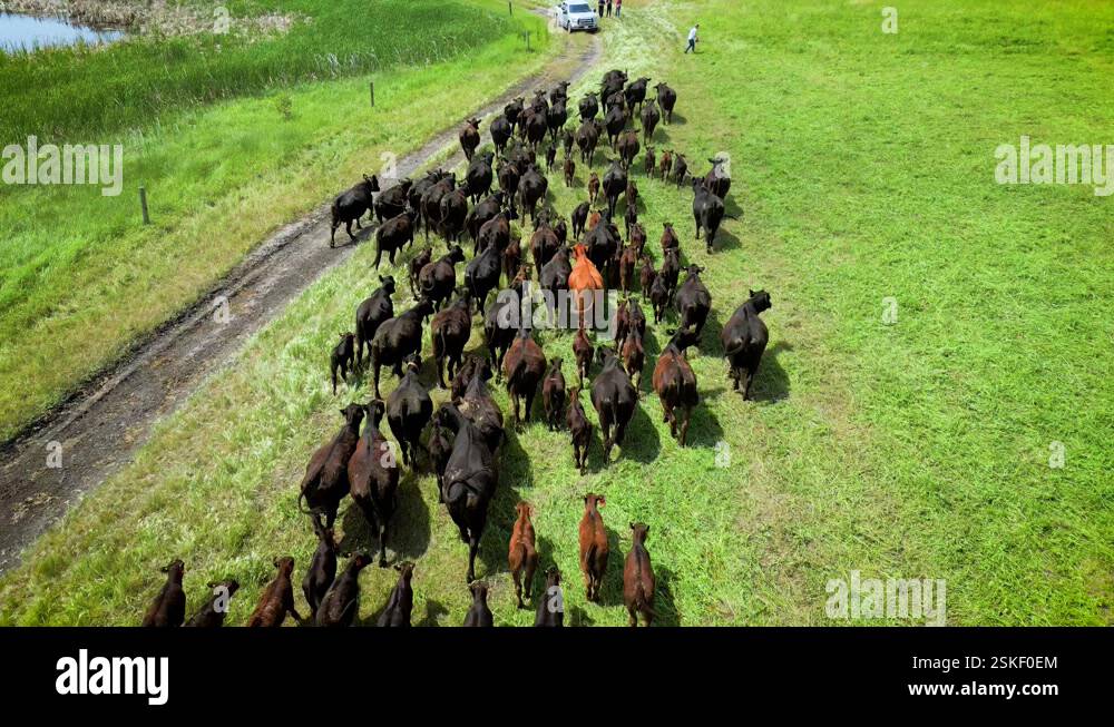 A tracking drone shot following a Stampede herd of Cows and Calves ...
